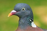 Common Wood-Pigeonborder=